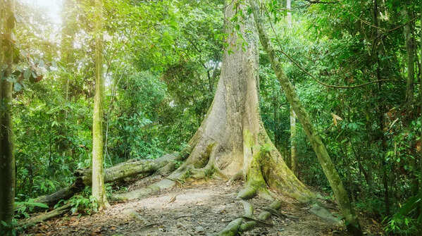 Malaysia — 415 species