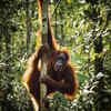<i class="tbold">indonesia</i> – 439 species