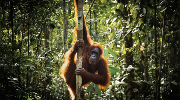 Indonesia – 439 species