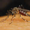 10 countries with the most mosquitoes, does India figure in the list, and things travellers should know