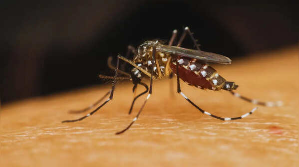 10 countries with the most mosquitoes, does India figure in the list, and things travellers should know