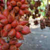 Article image for: Snake Fruit