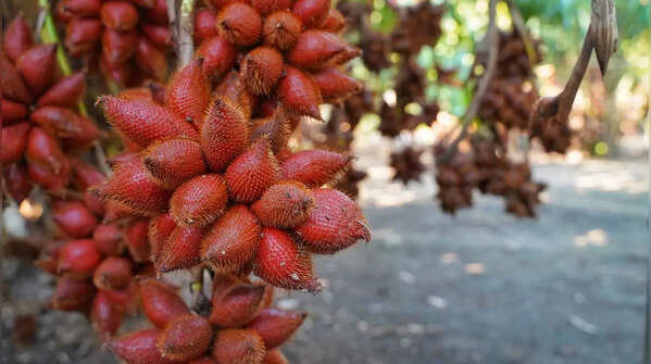 Snake Fruit