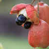 Ackee 