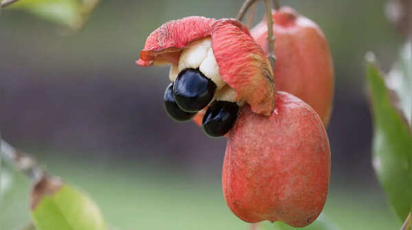 Ackee