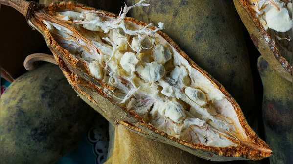 Baobab