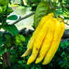 Article image for: Buddha’s Hand Citrus
