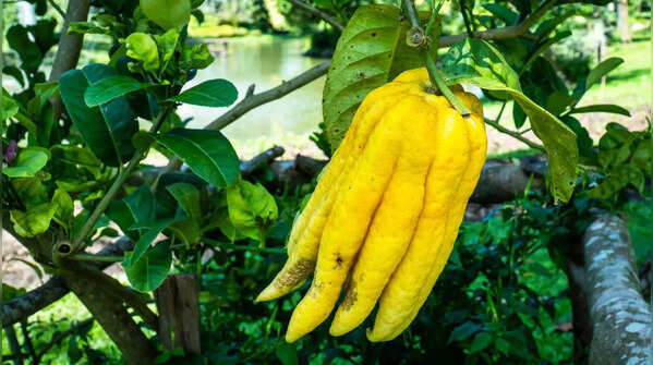 Buddha’s Hand Citrus