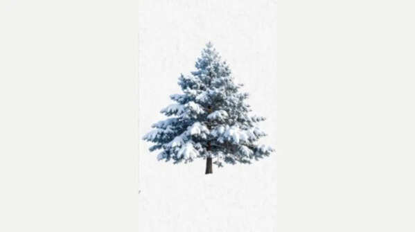 If you picked the snow-covered pine tree