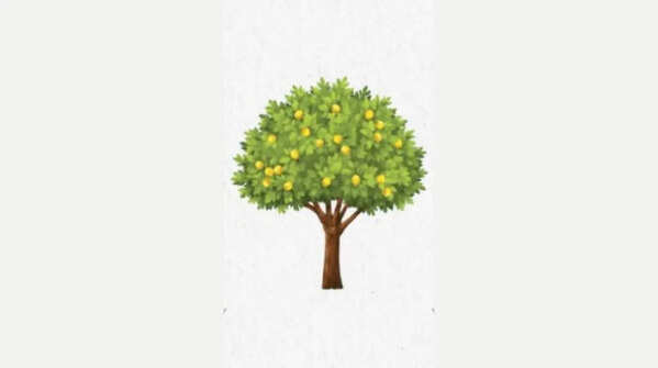 If you choose the lemon tree
