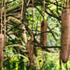 Sausage Tree