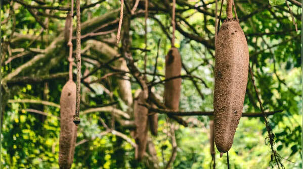 Sausage Tree