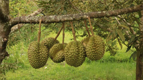 Durian