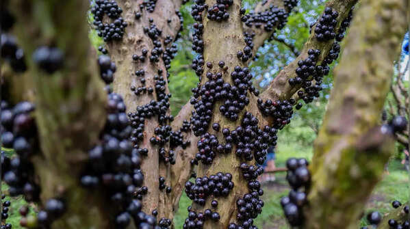 Jabuticaba