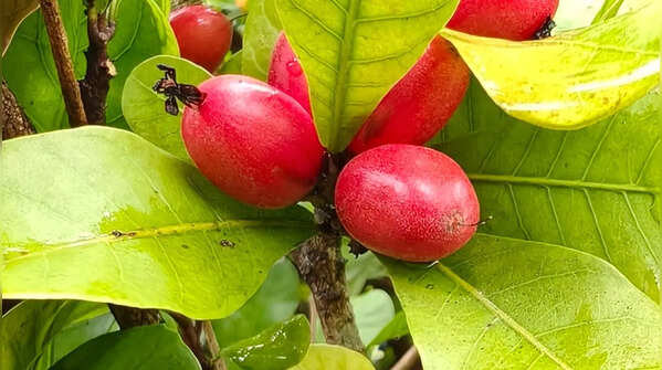 Miracle Fruit