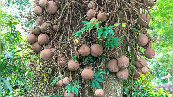 Cannonball Tree