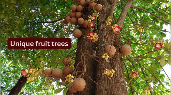From snake fruit to jabuticaba; 10 unique fruit trees around the world and where travellers can find them