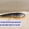 Article image for: 5 simple remedies to keep silverfish away and protect your favourite <i class="tbold">book</i>s and clothes before it's too late!
