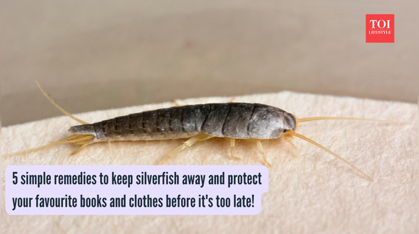 5 simple remedies to keep silverfish away and protect your favourite books and clothes before it's too late!