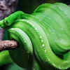 Article image for: Green tree python – the coiled rainforest beauty