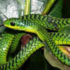 Boomslang – the tree-dwelling African hunter