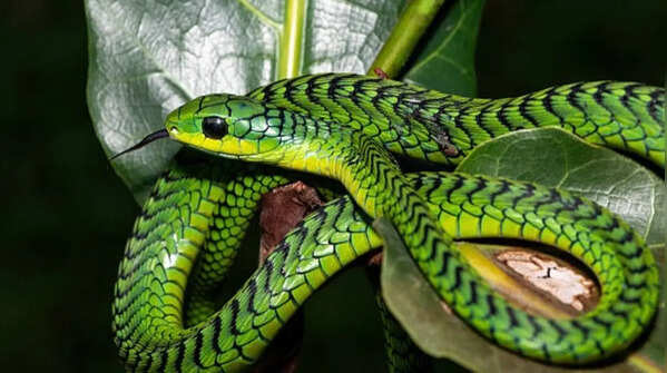 Boomslang – the tree-dwelling African hunter
