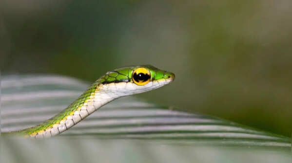 Parrot snake – the colourful tropical species