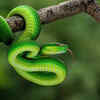 Article image for: Asian green pit viper – the heat-sensing predator