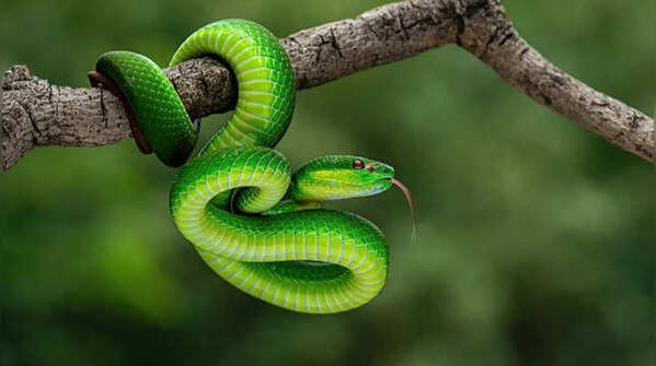 Asian green pit viper – the heat-sensing predator