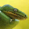 Emerald tree boa – the rainforest ambush hunter
