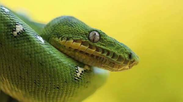 Emerald tree boa – the rainforest ambush hunter