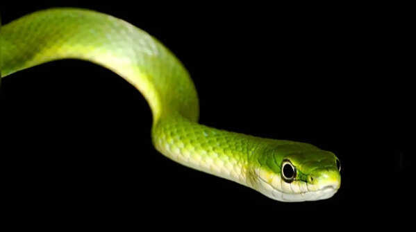 Rough green snake – the harmless garden climber