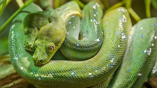 Green mamba – the fast and venomous climber
