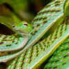 Article image for: Green vine snake – the slender tree camouflage expert