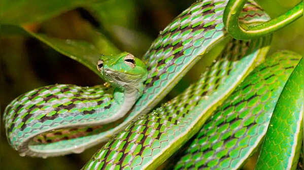 Green vine snake – the slender tree camouflage expert