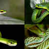 Article image for: From vine snakes to mambas: 8 green snakes to know about