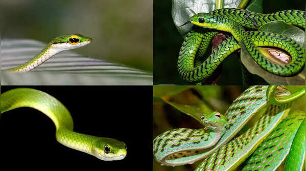 From vine snakes to mambas: 8 green snakes to know about