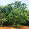 Article image for: IIHR develops Arka Siva to revive Bengaluru’s vanishing GI-tagged Chakkota