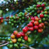 Article image for: India's coffee story is missing from its very origin