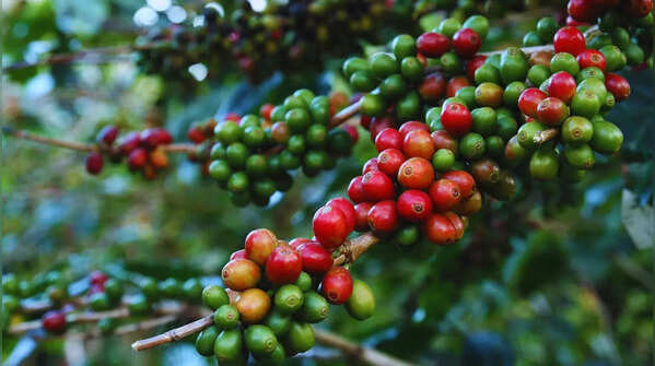 India's coffee story is missing from its very origin