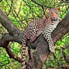 Article image for: Jaipur forests record 62 leopards across protected landscapes