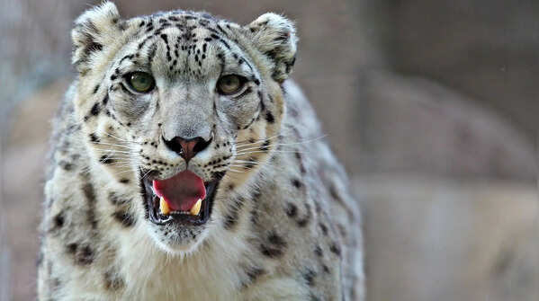 Why snow leopards remain one of the world’s most mysterious animals: 9 fascinating facts