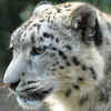 Their fur is extremely thick