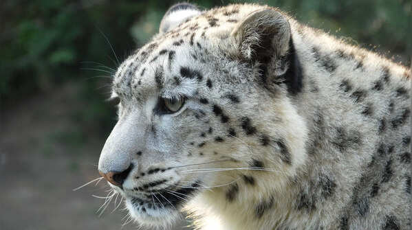 Their fur is extremely thick
