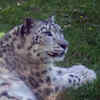 They are most active during early morning and evening