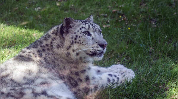 They are most active during early morning and evening