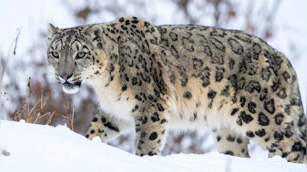 Their tails are unusually long