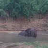 Article image for: Lone wild elephant bathing in forest pond grabs eyeballs near Anchetty