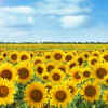 Article image for: Sunflower – large plants that attract bees