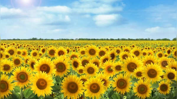 Sunflower – large plants that attract bees
